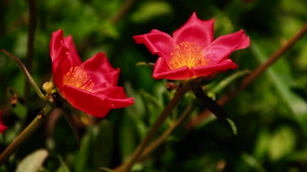 在阿育吠陀和顺势疗法中摇曳的波土拉卡花 Moss Rose 既是一种花园花 又是治疗肝炎和肝硬化的净化药草 — 图库视频影像