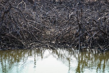 Gün batımında mangrov ormanı