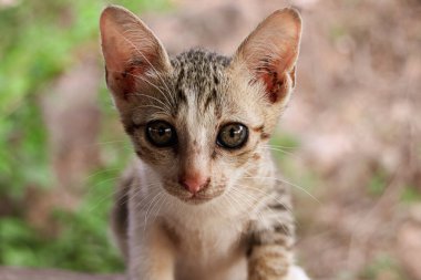 Şirin evcil kedi manzarası