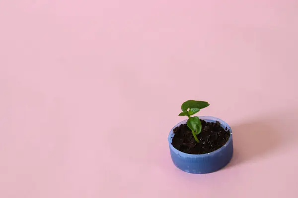 Kleine Plant Een Kleine Pot — Stockfoto