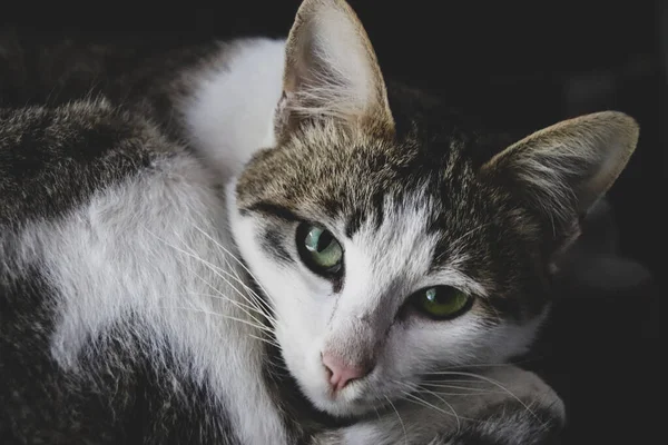 Nahaufnahme Der Niedlichen Hauskatze — Stockfoto