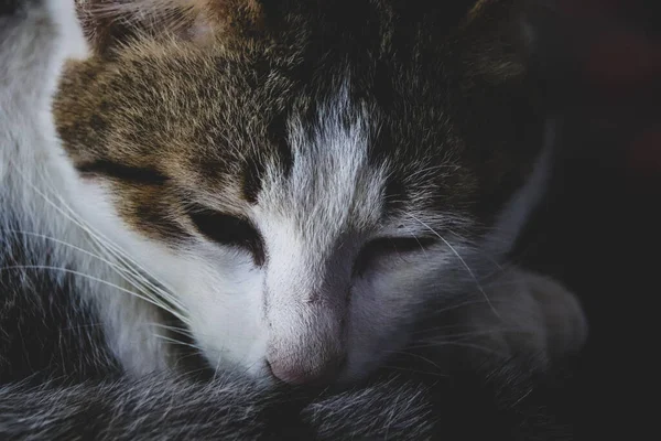 Γκρο Πλαν Άποψη Του Χαριτωμένο Εγχώρια Γάτα — Φωτογραφία Αρχείου