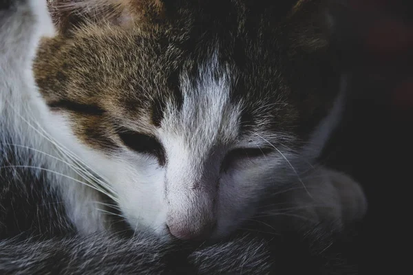 Close Uitzicht Van Schattig Huisdier Kat — Stockfoto