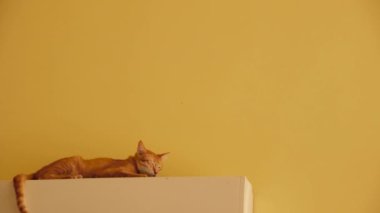 Sarı bir duvara monte edilmiş AC makinesinin tepesinde dinlenen kızıl bir kedi.