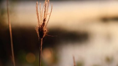 Kurumuş Paragis veya Eleusine indica 'nın rüzgarda sallanışını kapatın, bitkisel tedavi olarak antiinflamatuar, antioksidan, antidiyabetik, antihistamin ve idrar söktürücü olarak kullanılır.