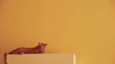 Sarı bir duvara monte edilmiş AC makinesinin tepesinde dinlenen kızıl bir kedi.