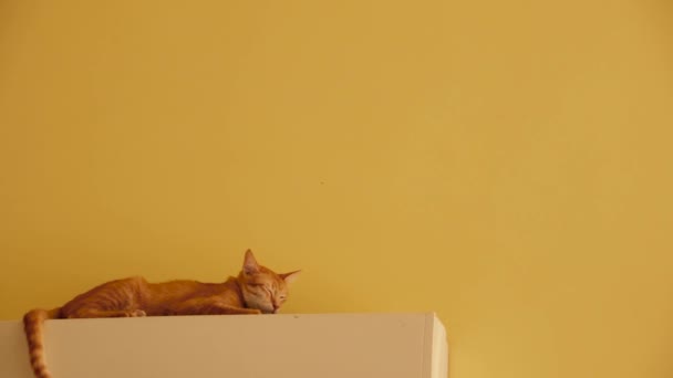 Ginger Cat Relaxing Top Machine Mounted Yellow Wall — Stock Video