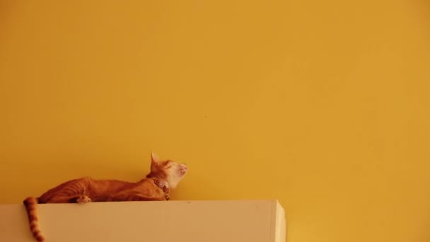 黄色い壁に取り付けられたAcマシンの上でリラックスしている生姜猫 — ストック動画