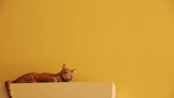 Рыжая Кошка Отдыхает Верхней Части Машины Установленной Желтой Стене — стоковое видео