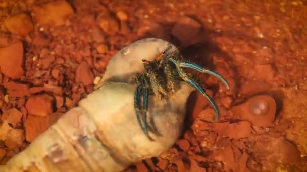 Blue Leg Eremita Crab Clibanarius Tricolor Lutando Contra Onda Áspera — Vídeo de Stock