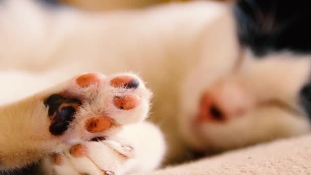 Patas Bonitas Gato Adormecido Uma Cama Aconchegante Close — Vídeo de Stock