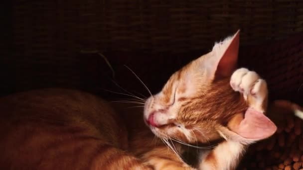 Cute Ginger Cat Grooming Cozy Warm Bed Shows Concept Autumn — Stock Video