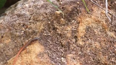 Kamboçya 'daki Preah Monivong Ulusal Parkı' nda büyük bir kayanın üzerinde sarı çizgili ağaç kayması ya da Lipinia vittigera dinlenme yeri.