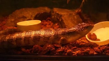Avustralya 'nın yerlisi Tiliqua Sp' li Irian Jaya mavi dil maymunu ve Bangkok Tayland 'daki Chatuchak Marketi' nde egzotik hayvan olarak satılmak üzere cam bir muhafazada tutuluyor.