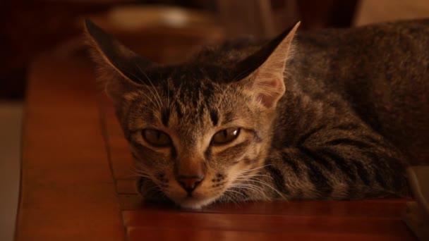 Aburrido Enojado Gato Sobre Mesa Mostrando Lucha Cuarentena Casa Bloqueos — Vídeos de Stock