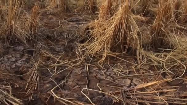 Ein Reisfeld Das Von Der Langen Trockenzeit Als Folge Des — Stockvideo