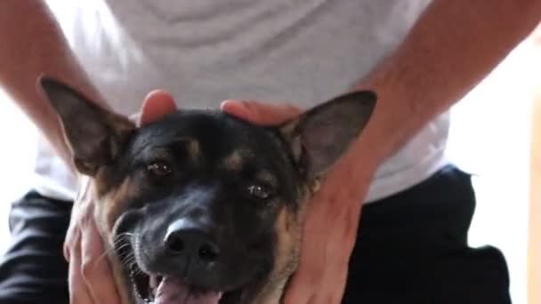 Close Dog Ecstasy Gets Head Massage Owner — Stock Video