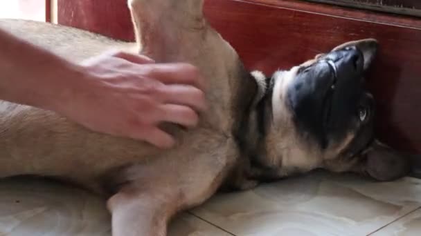 Perro Feliz Juguetón Recibiendo Masaje Vientre Del Propietario — Vídeos de Stock