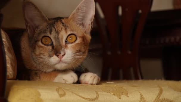 クッションシートの上で寝ようとする太ったカリコ猫 — ストック動画