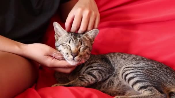 家にいてペット猫と過ごす時間は コヴィド 19パンデミックの間 家庭の隔離 社会的距離に対処するために — ストック動画