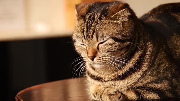 Primer Plano Gato Escocés Adormecido Adormeciéndose Encima Una Mesa — Vídeos de Stock