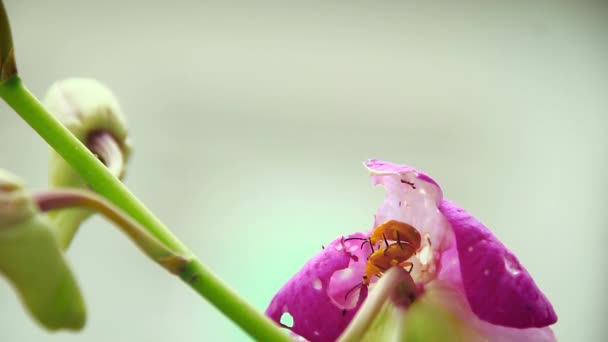 Два Тыквенных Жука Aulacophora Foveicollis Которые Считаются Вредителями Спаривания Время — стоковое видео
