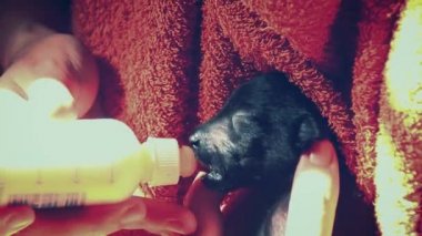 Hayvan barınağında yeni doğmuş bir yavruyu besleyen şişe.