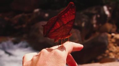 Sıradan Yeoman Kelebeği ya da Sirokroa Tisi mithila bir kadının elinde insan ve doğanın uyumunu ve bağlantısını gösteriyor.