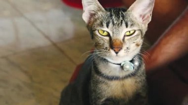 Şirin tekir kedi sahibinden yavaş çekimde şefkatli ve nazik bir şekilde okşanıyor.