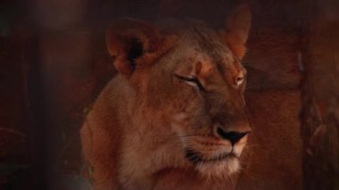 Uykulu bir dişi Asya aslanının ya da Hindistanın Gujarat eyaletindeki Gir Ulusal Parkı 'nda tespit edilen Panthera leo persica' nın yakınında.