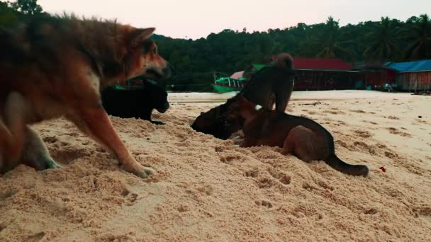 Perros Disfrutando Del Día Playa Koh Rong Samloen Island Camboya — Vídeos de Stock