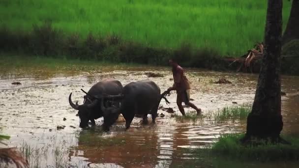 編集のみ使用します カンボジアのカンポットで水牛の助けを借りて水田を耕す稲作農家 — ストック動画