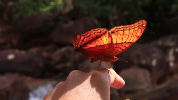 Közönséges Yeoman Butterfly Vagy Cirrochroa Tyche Mithila Nyalogatja Női Kéz — Stock videók