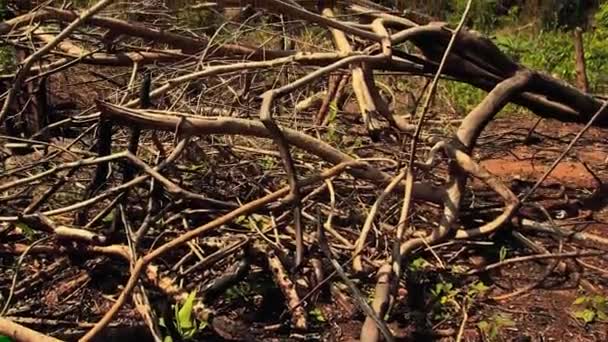 森林大火的后遗症随着新生命的开始在亚马逊雨林中生长 — 图库视频影像