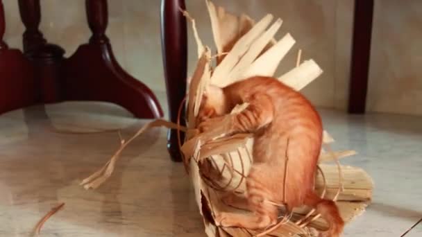 新获救的流浪姜猫在一顶土制的帽子里玩耍 — 图库视频影像