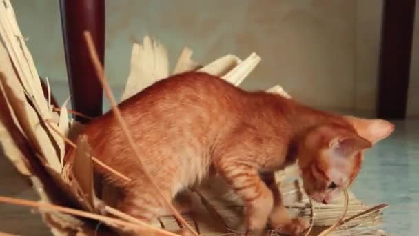 Tiny Ginger Kitten Having Fun Playing Native Woven Hat — Stock Video