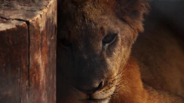 Primer Plano Cachorro León Asiático Joven Panthera Leo Persica Escondido — Vídeos de Stock