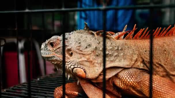 Una Iguana Roja Una Jaula Vendida Como Mascota Exótica Chatuchak — Vídeos de Stock