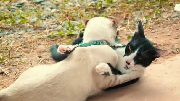 귀여운 고양이 마리가 동작으로 싸우고 — 비디오