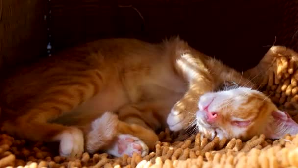 Закрытие Симпатичной Имбирной Кошки Меняющей Позу Сна Показывает Комфорт Дома — стоковое видео