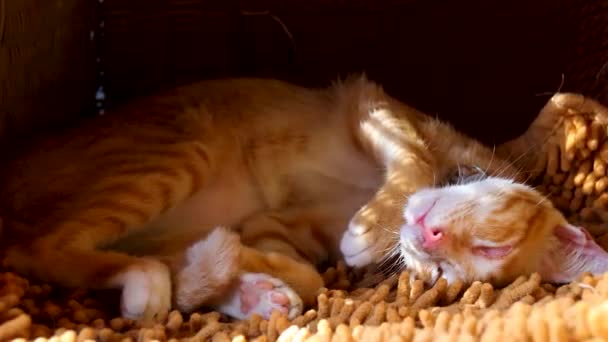 Primer Plano Gato Jengibre Lindo Cambiando Posición Dormir Muestra Comodidad — Vídeo de stock