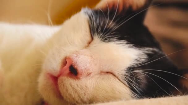 Primer Plano Cara Temblorosa Gato Mientras Sueña Duerme — Vídeos de Stock