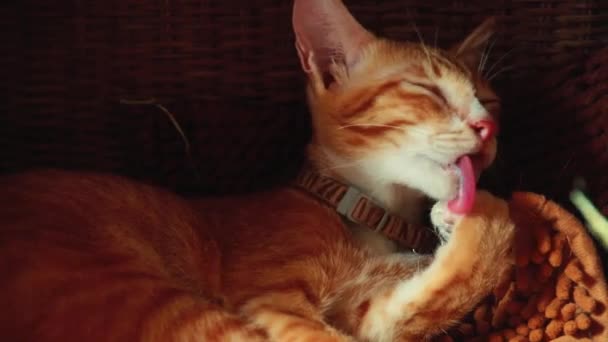 Κοντινό Πλάνο Από Ένα Χαριτωμένο Γάτα Τζίντζερ Γλείφει Πόδι Του — Αρχείο Βίντεο