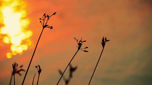 Silhouette Von Amorseco Gras Oder Chrysopogon Aciculatus Die Sich Wind — Stockvideo