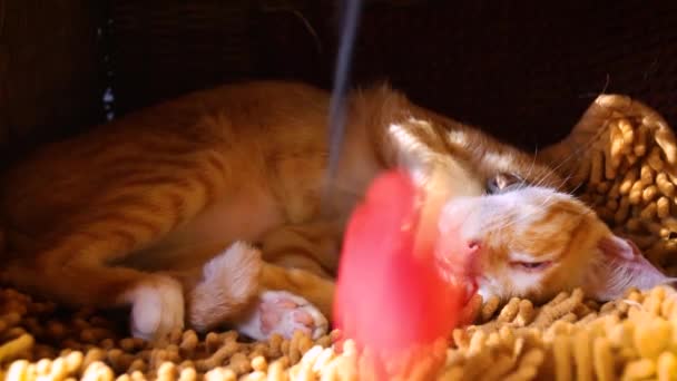 Крупным Планом Спящего Рыжего Кота Потревоженного Прыгающим Мячом — стоковое видео