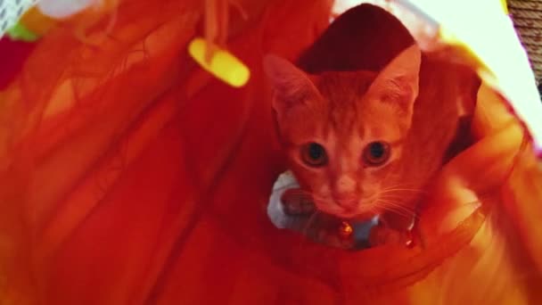 Lindo Gato Juguetón Jugando Dentro Túnel Juguete Gato — Vídeos de Stock