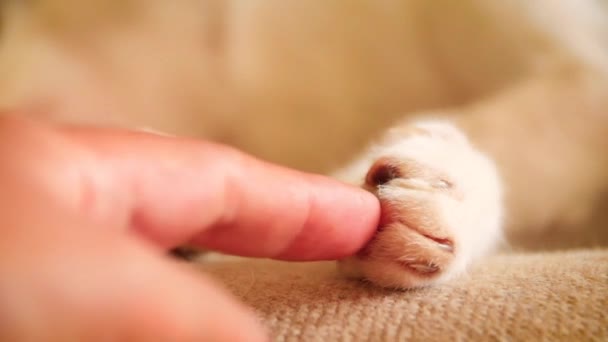 Pet Owner Gently Tickling Sleeping Cat Paw Slow Motion — 图库视频影像