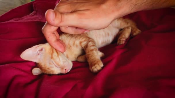 Newly Rescued Stray Ginger Kitten Getting Gentle Petting — 图库视频影像