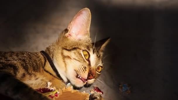Zbliżenie Górę Słodkie Tabby Kot Odgryzienie Kawałek Karton Karton Pudełko — Wideo stockowe