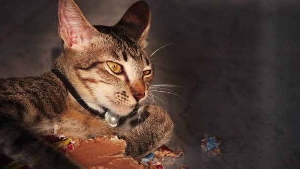 Κοντινό Πλάνο Από Ένα Χαριτωμένο Tabby Γάτα Γλείφει Πόδι Του — Αρχείο Βίντεο